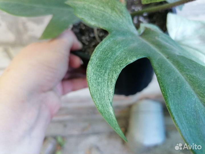 Филодендрон флорида бьюти альба