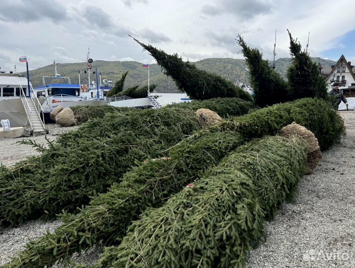 Ель обыкновенная в ассортименте
