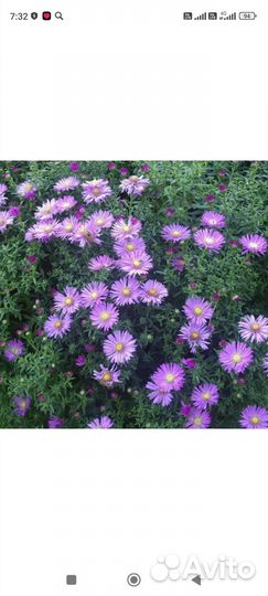 Многолетние цветы для сада