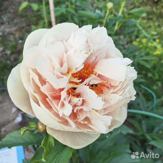 Постелеганс