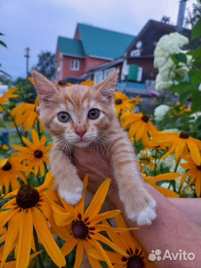 Кошка в дар