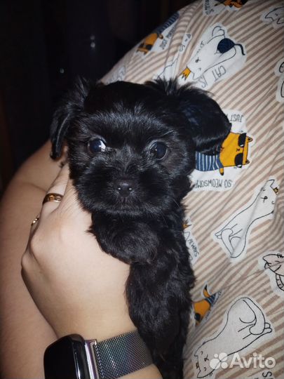 Йоркширский терьер щенки