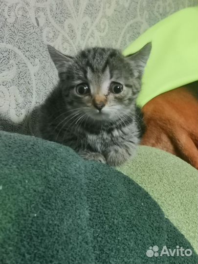 Кошки в добрые руки