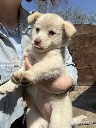 Кремовые щенки