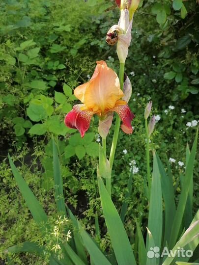 Садовые цветы многолетники