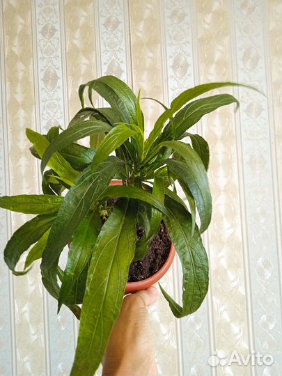 Руэллия Бриттона и Портелла