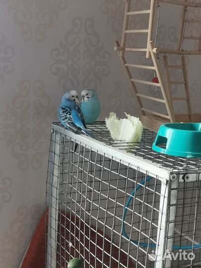 Продам двух волнистых попугаев
