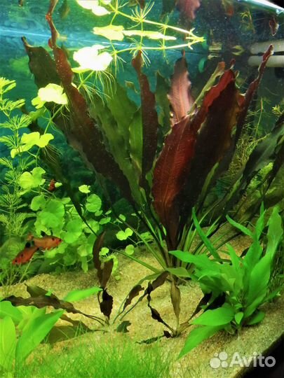 Растения аквариумные