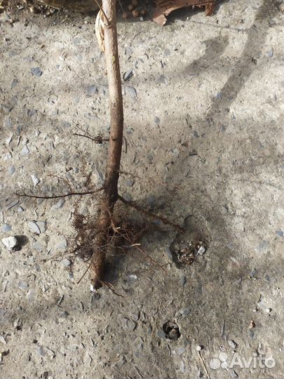 Карамановский фундук. Саженцы