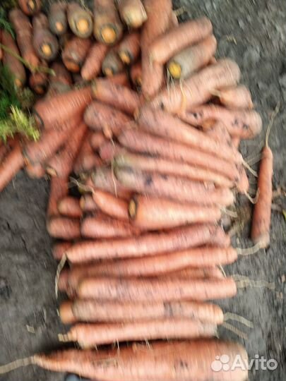 Морковь отборная, крупная,сочная и сладкая