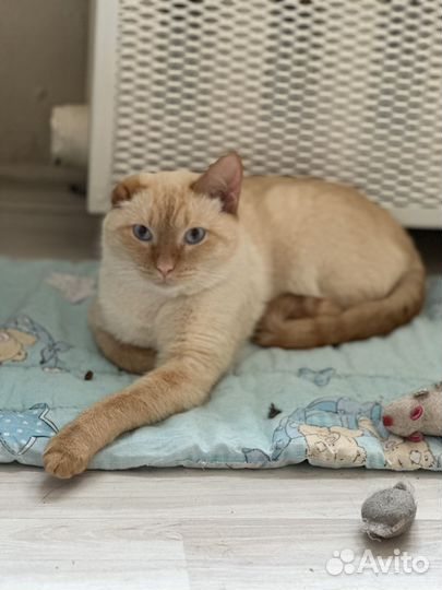 Котик Абрикос ищет дом