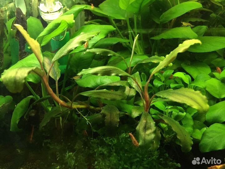 Буцефаландра