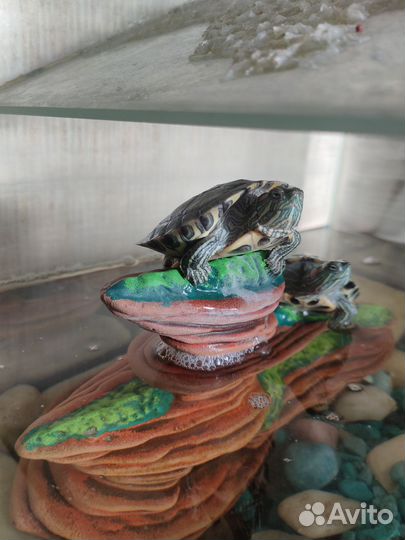 Аквариум для красноухих черепах