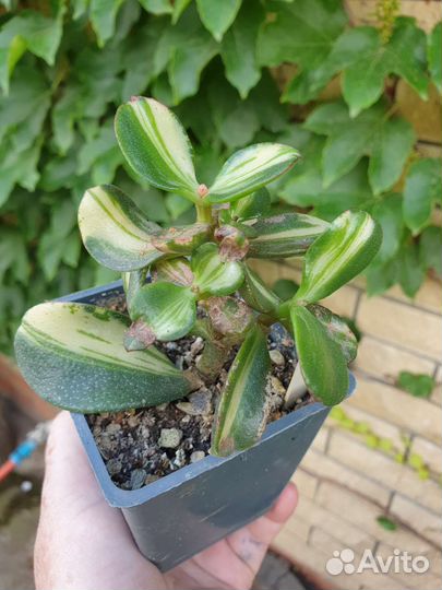 Крассула триколор вариегатная доллар хоббит берд