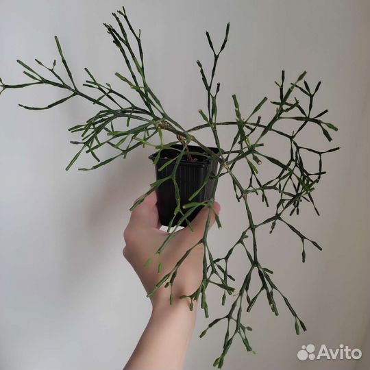 Хатиора солеросовая