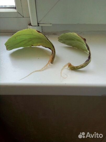 Колокольчик домашний