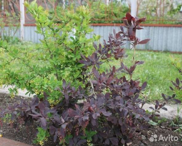 Барбарис обыкновенный