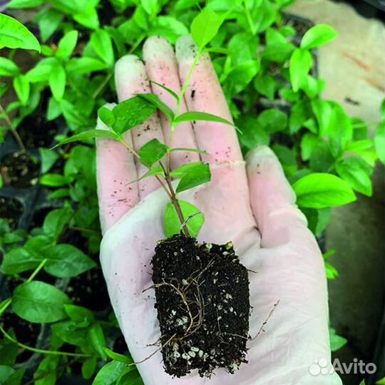 Укорененные черенки комнатных растений