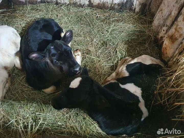 Продам телят