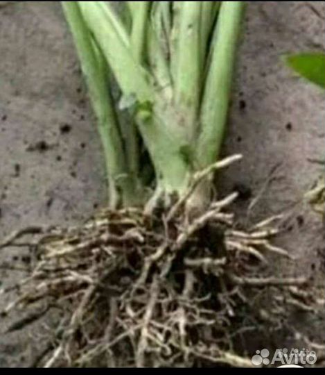 Хоста Функия