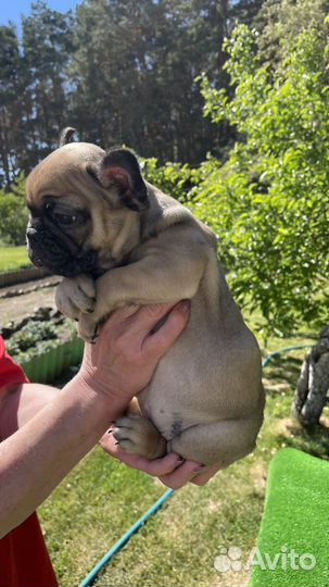 Французский бульдог щенки