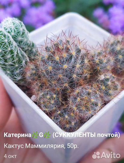 Суккуленты и кактусы