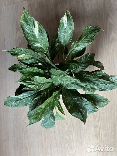 Спатифиллум