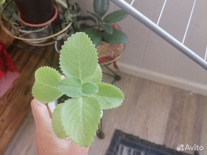 Мята домашняя