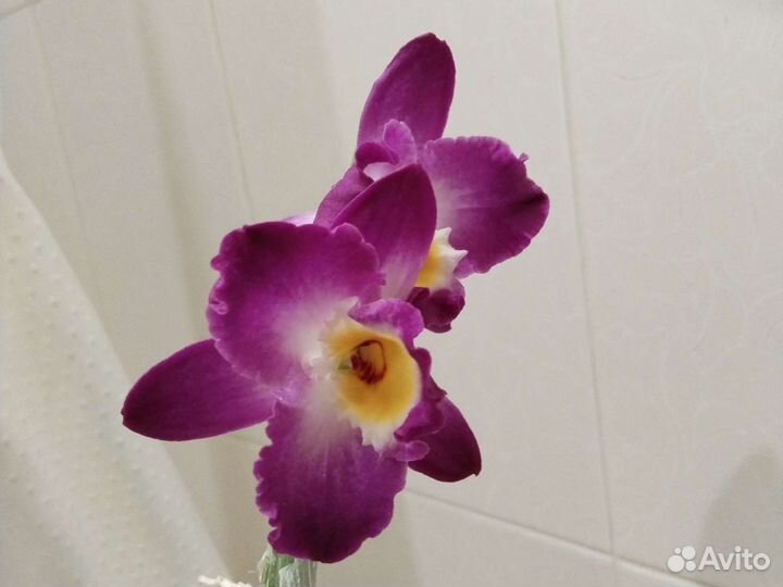 Орхидея дендробиум