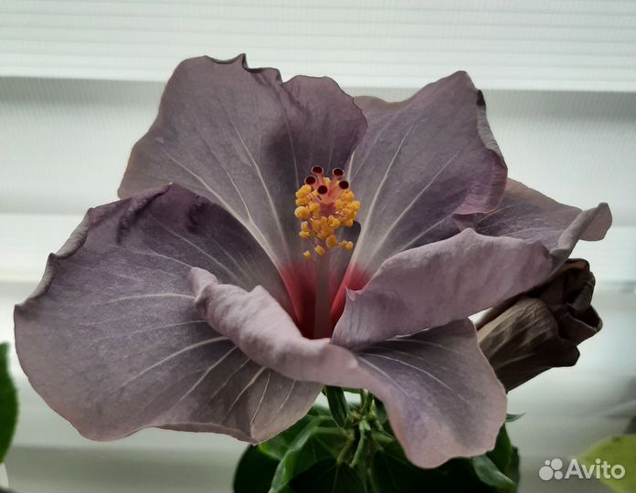 Гибискус сортовой