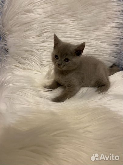 Британский лиловый котёнок