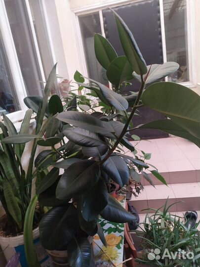 Фикус, тещин язык, Алое