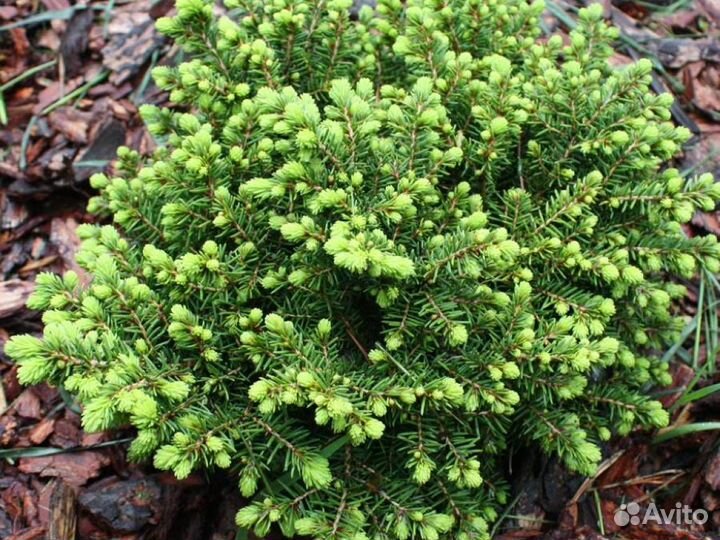 Ель обыкновенная Литтл Джем (С10) (25-30)