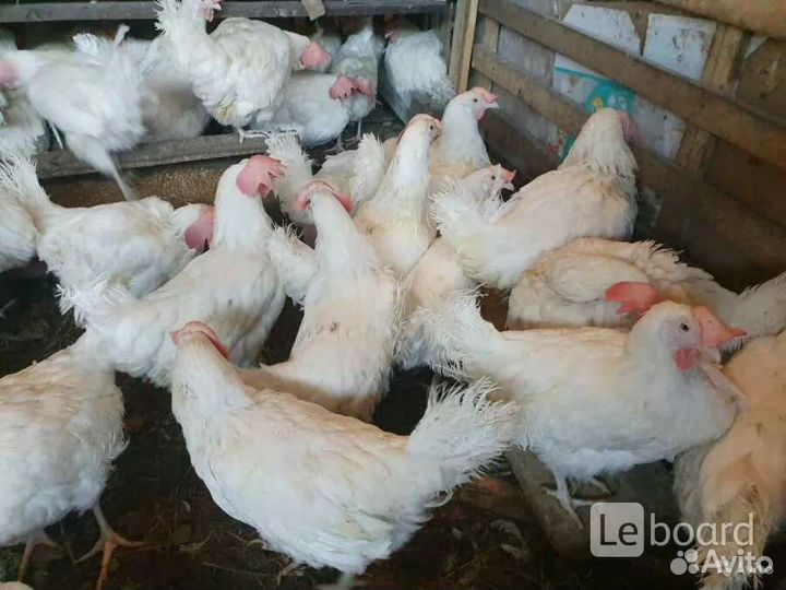 Куры несушки