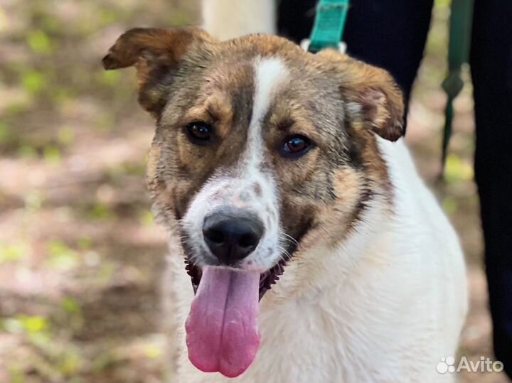 Метис лабрадора и овчарки