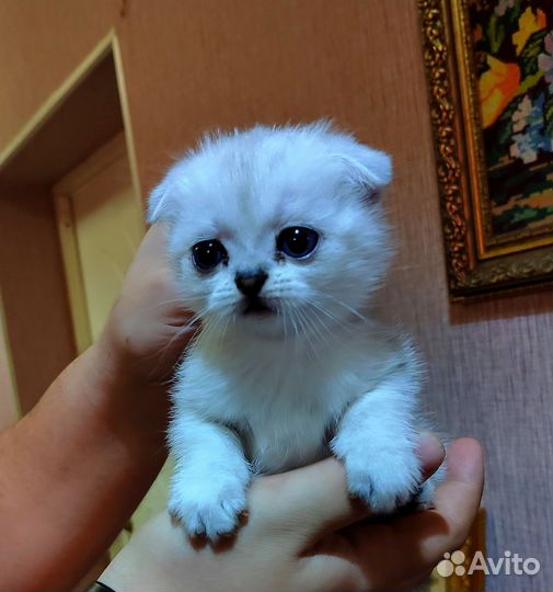 Шотландская вислоухая