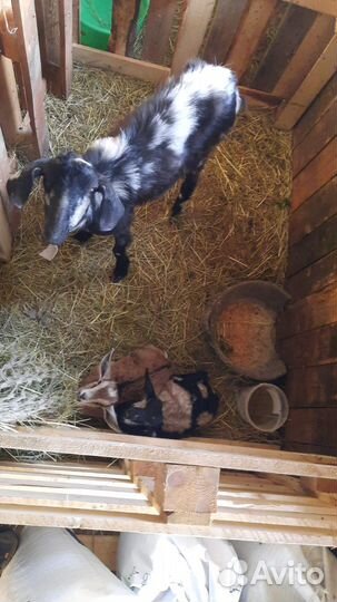 Нубийские козы