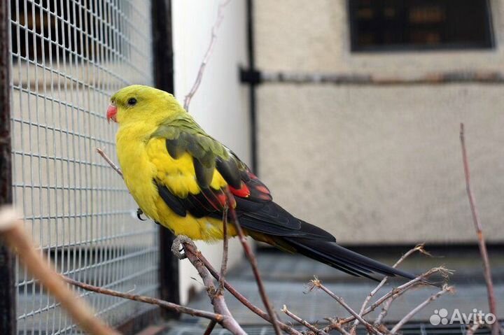 Горный попугай