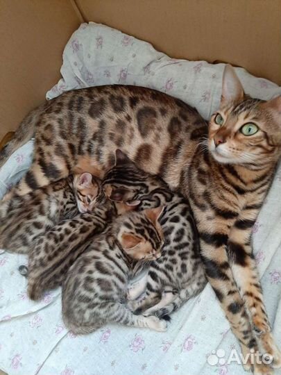 Бенгальские котята