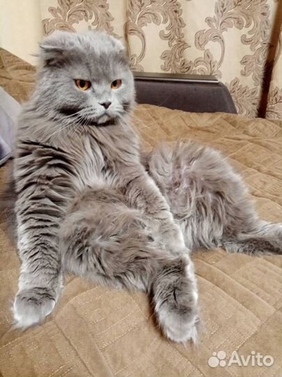 Индивидуальная передержка кошек