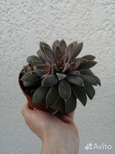 Суккуленты