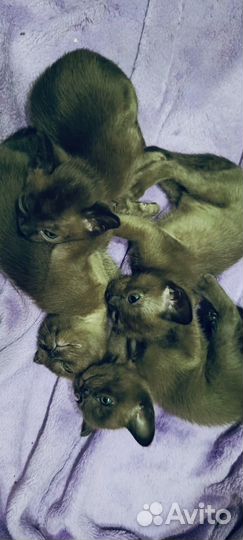Бурманские котята