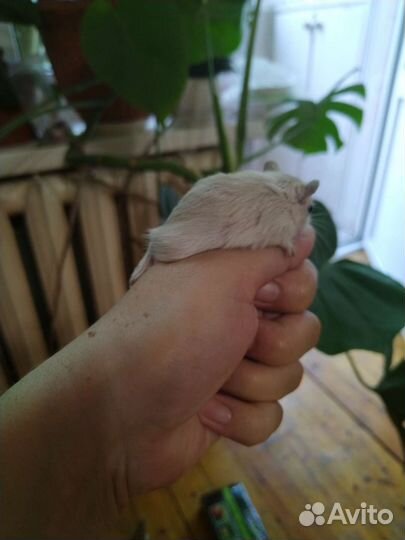 Мышь песчанка