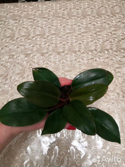 Филодендрон пурпл Конго