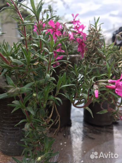 Многолетние садовые цветы