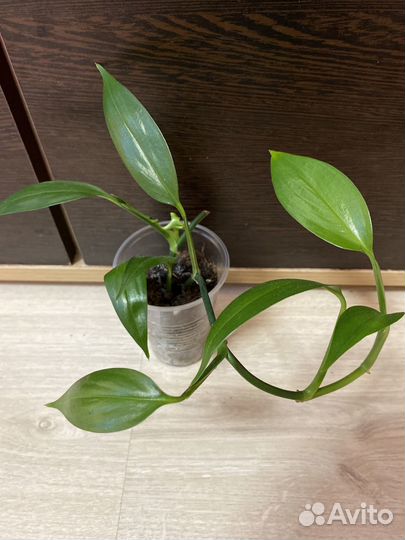 Разные комнатные растения