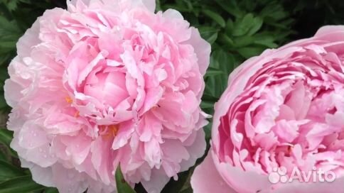 Пион Альберт Крусс