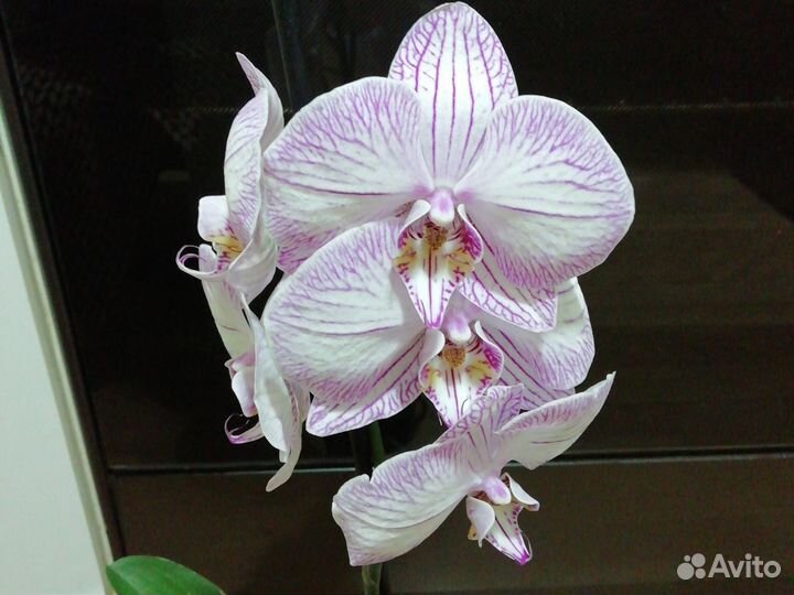 Орхидея тропик пикоти