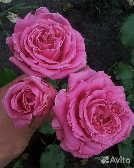 Роза Августа Ренуар саженцы