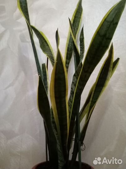 Сансевиерия лауренти
